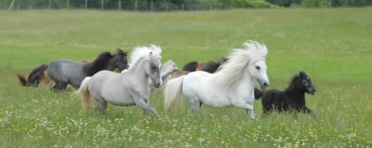 Chevaux dans les prés de Modello